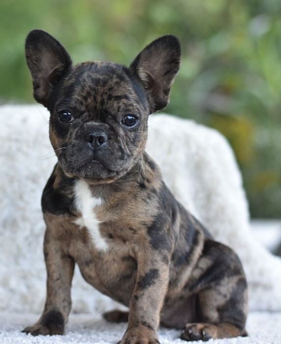 Frenchton sale