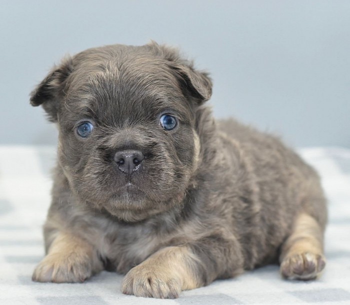 French bulldog on sale x chow chow