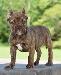 Female in chocolate brindle