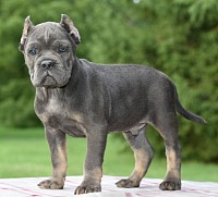 Hulk $3,800 bully hybrid