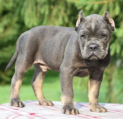 Blue tri color bully pocket mini size